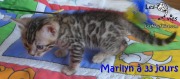 2017-12-19 Chatte bengale Marilyn (10)
