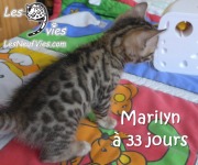 2017-12-19 Chatte bengale Marilyn (11)