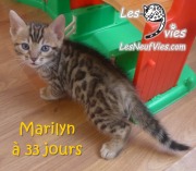 2017-12-19 Chatte bengale Marilyn (12)