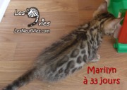 2017-12-19 Chatte bengale Marilyn (2)