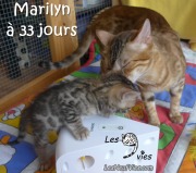 2017-12-19 Chatte bengale Marilyn (3)