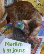 2017-12-19 Chatte bengale Marilyn (4)