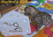 2017-12-19 Chatte bengale Marilyn (6)