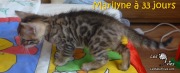 2017-12-19 Chatte bengale Marilyn (9)