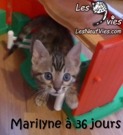 2017-12-22 Chatte bengale Marilyn (1)