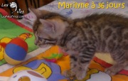 2017-12-22 Chatte bengale Marilyn (5)