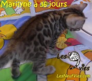 2017-12-22 Chatte bengale Marilyn (6)