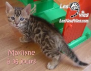 2017-12-23 Chatte bengale Marilyn (1)