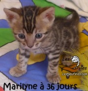 2017-12-23 Chatte bengale Marilyn (2)