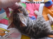 2017-12-26 Chatte bengale Marilyn (1)