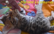2017-12-26 Chatte bengale Marilyn (2)
