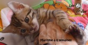 2017-12-26 Chatte bengale Marilyn (3)