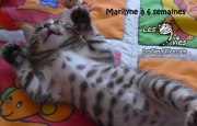 2017-12-26 Chatte bengale Marilyn (5)