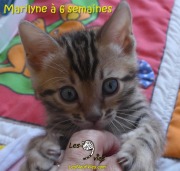 2017-12-30 Chatte bengale Marilyn