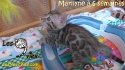 2017-12-31 Chatte bengale Marilyn (1)