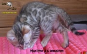 2017-12-31 Chatte bengale Marilyn (10)