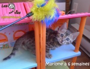 2017-12-31 Chatte bengale Marilyn (11)