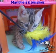 2017-12-31 Chatte bengale Marilyn (12)