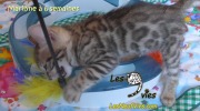 2017-12-31 Chatte bengale Marilyn (3)