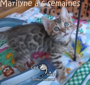 2017-12-31 Chatte bengale Marilyn (4)