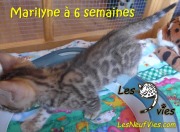 2017-12-31 Chatte bengale Marilyn (5)