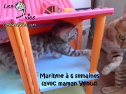 2017-12-31 Chatte bengale Marilyn (6)