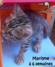 2017-12-31 Chatte bengale Marilyn (7)