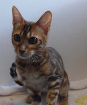 2024-02-02-5-mois-Papillotte-chaton-bengal-1