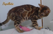 2024-02-02-5-mois-Papillotte-chaton-bengal-10