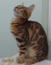 2024-02-02-5-mois-Papillotte-chaton-bengal-11