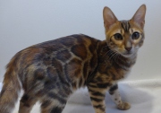 2024-02-02-5-mois-Papillotte-chaton-bengal-3