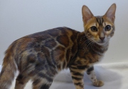 2024-02-02-5-mois-Papillotte-chaton-bengal-3