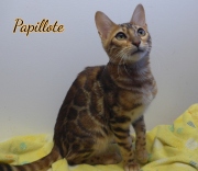 2024-02-02-5-mois-Papillotte-chaton-bengal-5