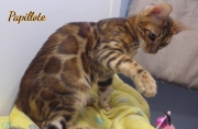 2024-02-02-5-mois-Papillotte-chaton-bengal-6