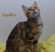 2024-02-02-5-mois-Papillotte-chaton-bengal-7