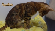 2024-02-02-5-mois-Papillotte-chaton-bengal-8