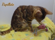 2024-02-02-5-mois-Papillotte-chaton-bengal-9