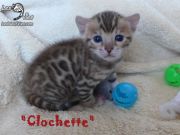 2015-10-12 Clochette (21)