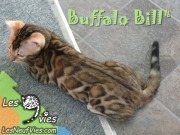 Buffalo Bill Site Web (11)