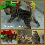 Calamity Jane chaton Site web (5)