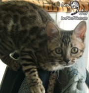 Calamity Jane chaton Site web (6)