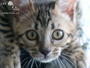 Calamity Jane chaton Site web (7)