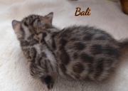 2021-02-07-3-semaines-Bali-chaton-bengal-3