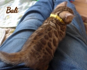 2021-02-14-4semaines-BAli-chaton-bengal-1