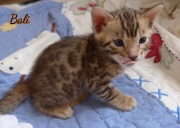 2021-02-14-4semaines-BAli-chaton-bengal-2