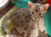 2021-02-14-4semaines-BAli-chaton-bengal-3