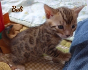 2021-02-14-4semaines-BAli-chaton-bengal-4