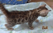 2021-02-14-4semaines-BAli-chaton-bengal-5