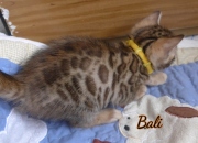 2021-02-14-4semaines-BAli-chaton-bengal-6