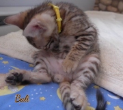 2021-02-26-40-jours-BALI-chaton-bengal-4